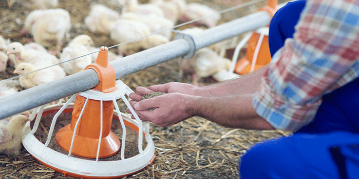Como aproveitar melhor dados de sensoriamento na avicultura de corte