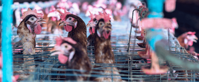 Lenha x gás: o que é melhor para avicultura de corte?