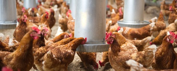 Cuidados sanitários e de manejo na criação de galinhas caipiras